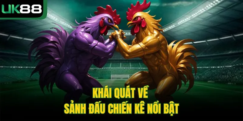 Khái quát về sảnh đấu chiến kê nổi bật 